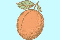 Illustrated apricot