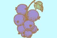 Illustrated blackcurrants