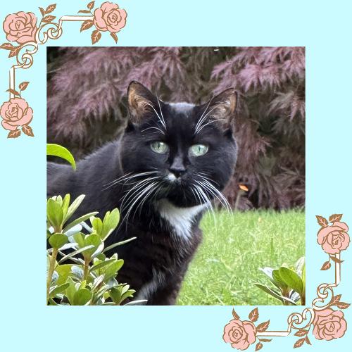 Portrait of black and white tuxedo cat with floral border